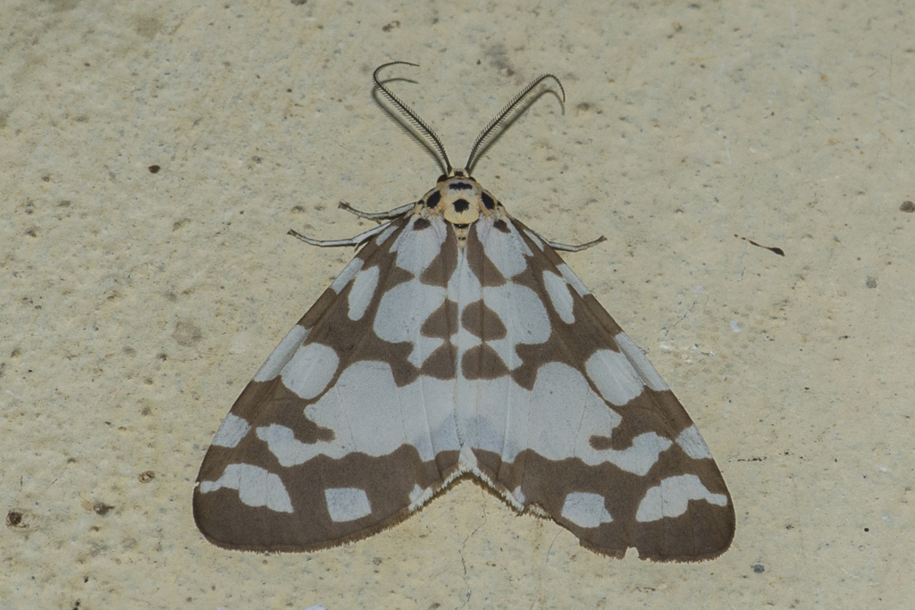 Utetheisa varians