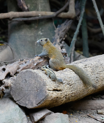 Northern Gray-bellied Squirrel (Callosciurus caniceps)