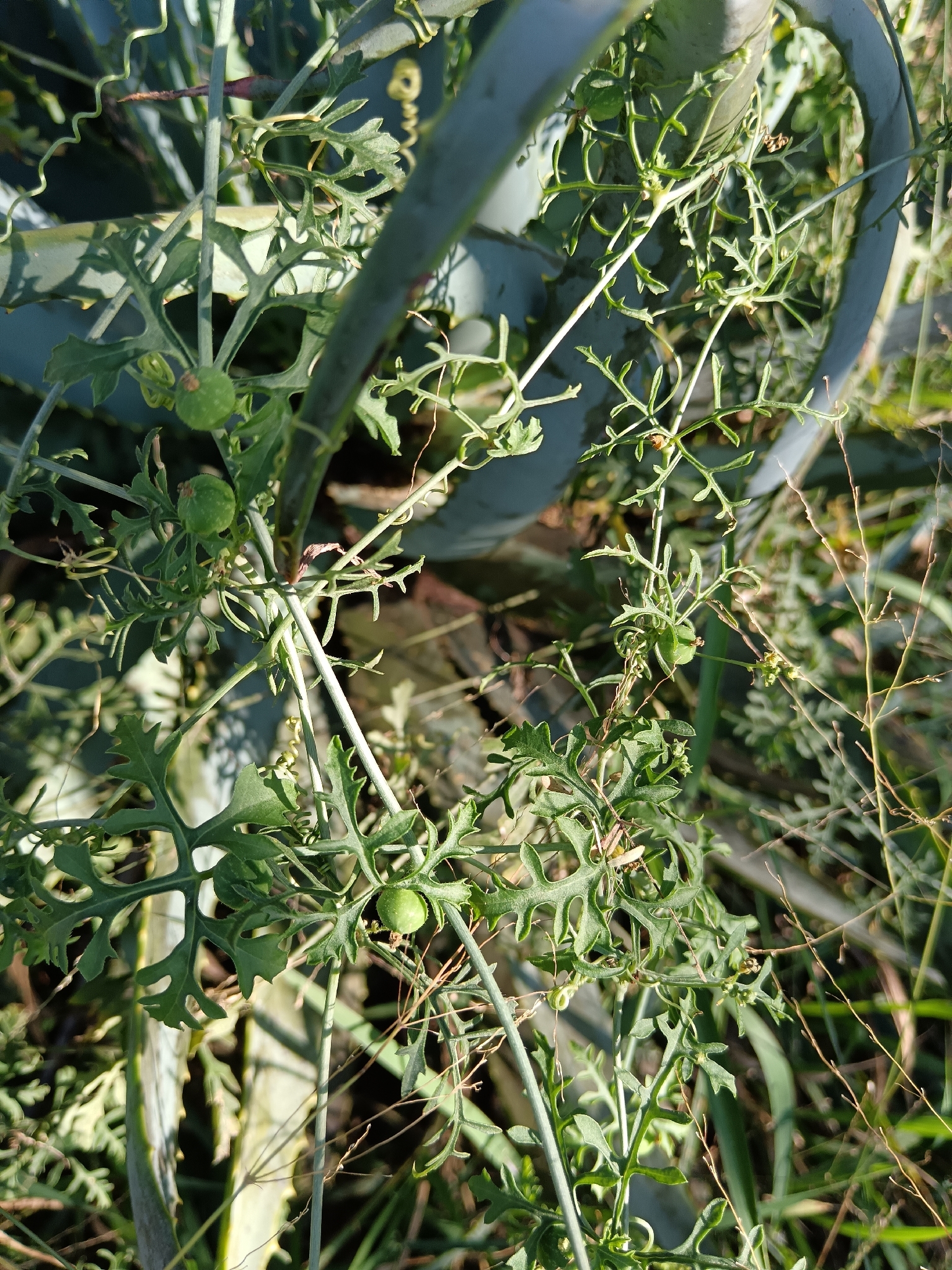 Kedrostis africana