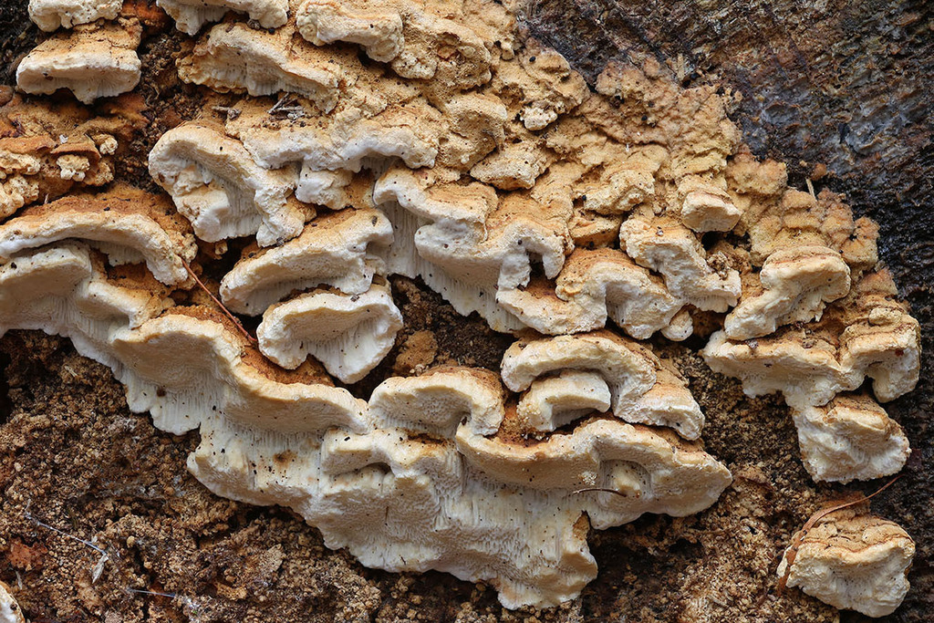 Fomitopsis serialis · April 2026 · photo: © mycobel (iNaturalist, cc-by)