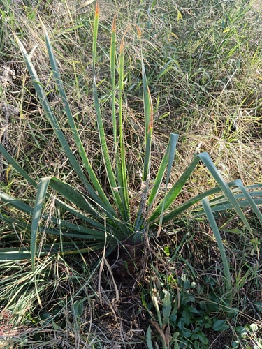 Poison-bulb (Boophone disticha)