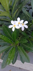 Plumeria