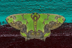 Agathia hemithearia