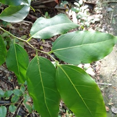 Celtis paniculata