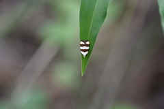 Zonopetala divisella