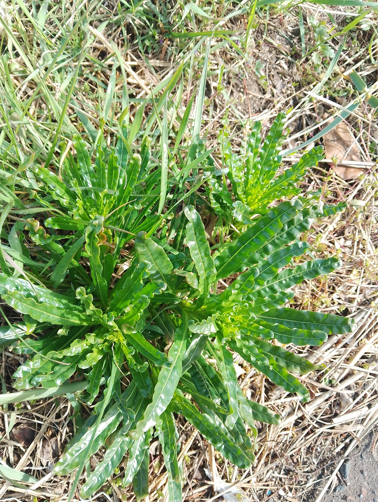 Weld (Reseda luteola)