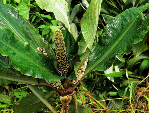 Palisota schweinfurthii, photograph 1