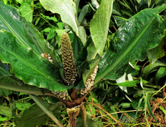 Palisota schweinfurthii, photograph Philippe Hornus, CC BY, iNaturalist via GBIF