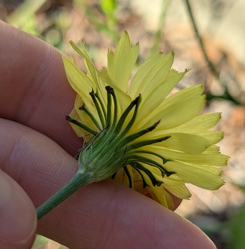 Carolina desert-chicory (Pyrrhopappus carolinianus)