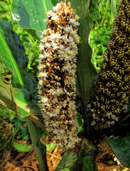 Palisota schweinfurthii, photograph Philippe Hornus, CC BY, iNaturalist via GBIF