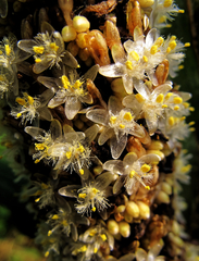 Palisota schweinfurthii, photograph Philippe Hornus, CC BY, iNaturalist via GBIF