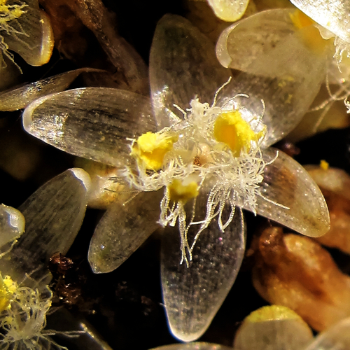 Palisota schweinfurthii, photograph 3