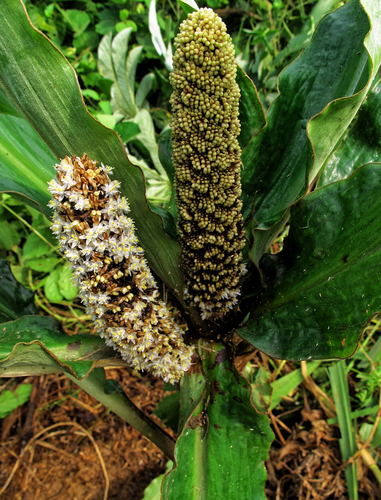 Palisota schweinfurthii, photograph 4
