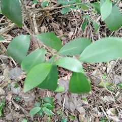 Cyclophyllum longipetalum