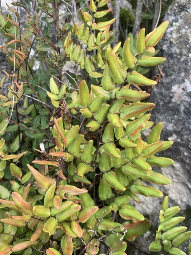 Myrtle Fern (Pellaea pteroides)