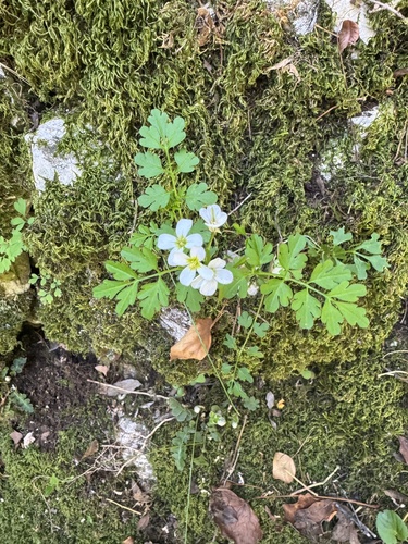 southern bittercress (Cardamine graeca)