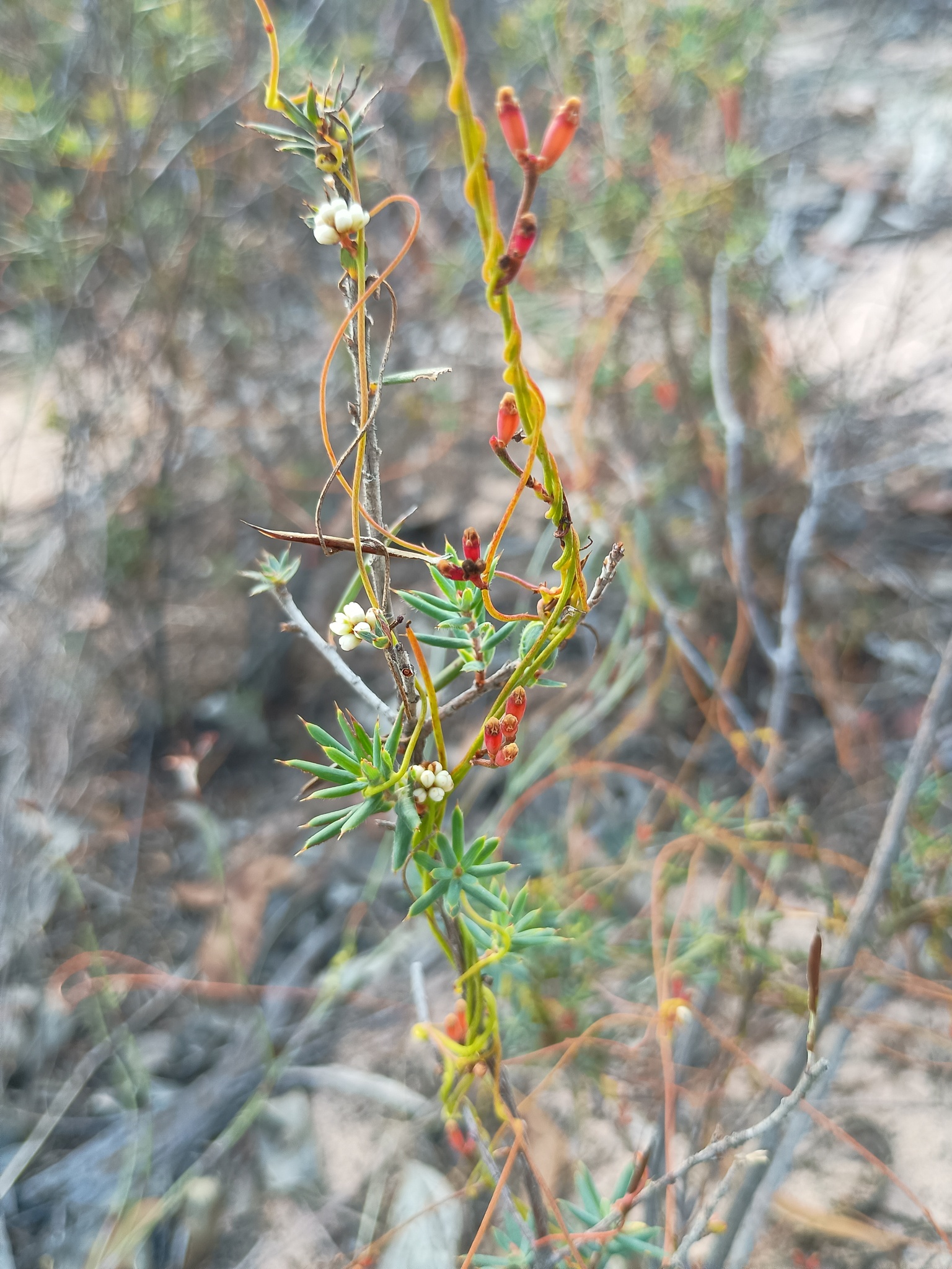 Slender Devil's Twine (Cassytha glabella)
