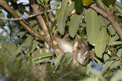 Pseudochirops archeri