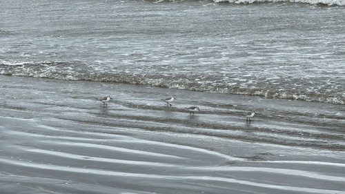 iNaturalist: (c) Álvaro Martínez Morales, some rights reserved (CC BY-NC), uploaded by Álvaro Martínez Morales iNaturalist image