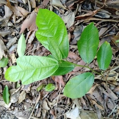 Ficus fraseri