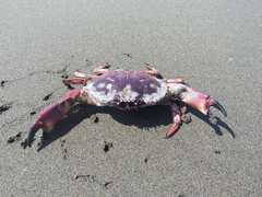 Platyxanthus orbignyi