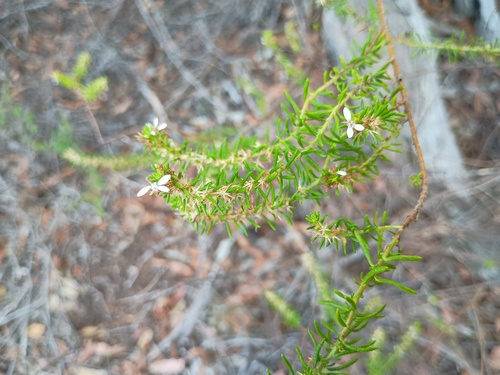 Twiggy Daisy-Bush (Olearia ramulosa)
