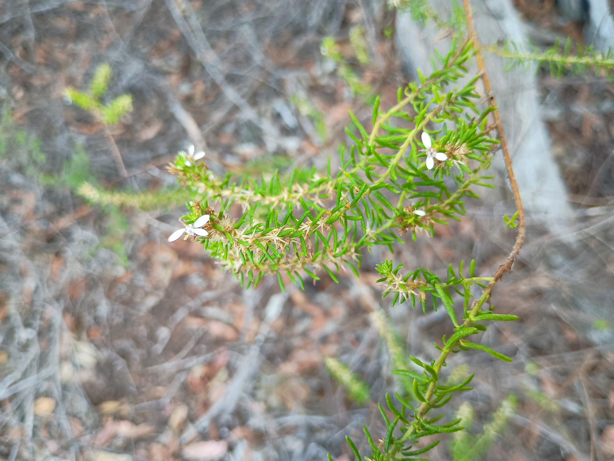 Twiggy Daisy-Bush (Olearia ramulosa)