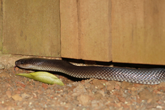 Stegonotus australis