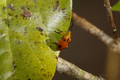 Stethopachys formosa