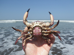 Platyxanthus orbignyi