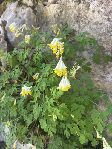 Pale Corydalis (Pseudofumaria alba)