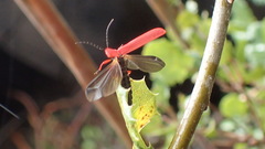 Dictyoptera simplicipes