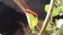 Dictyoptera simplicipes