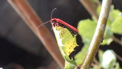 Dictyoptera simplicipes