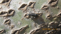 Xylotrechus rusticus