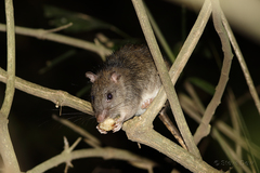 Uromys caudimaculatus