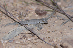 Strophurus intermedius