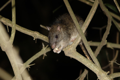 Uromys caudimaculatus
