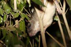 Uromys caudimaculatus