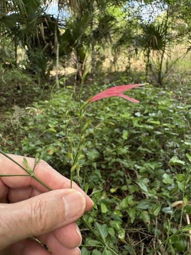 Sixangle Foldwing (Dicliptera sexangularis)
