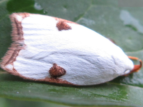 Letogenes