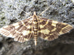 Piletocera luteosignata