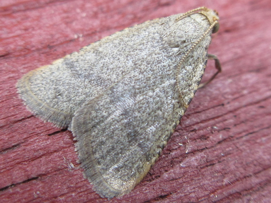 Hypsopygia kawabei