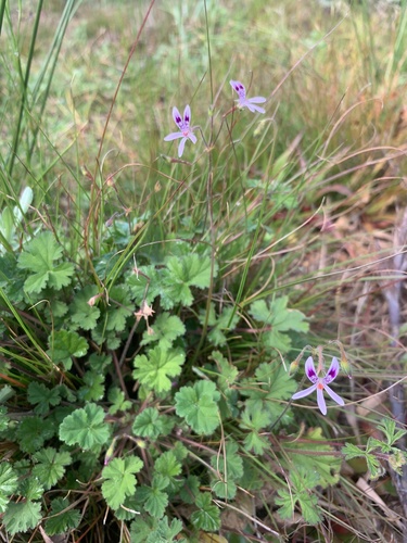 Lax Storksbill (Pelargonium columbinum)
