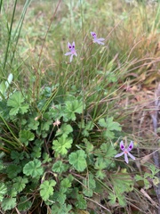 Pelargonium columbinum