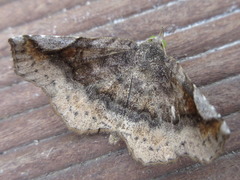 Pangrapta perturbans