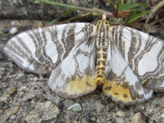 Callabraxas compositata