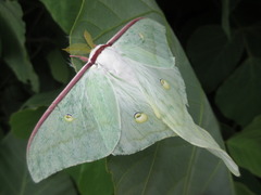 Actias