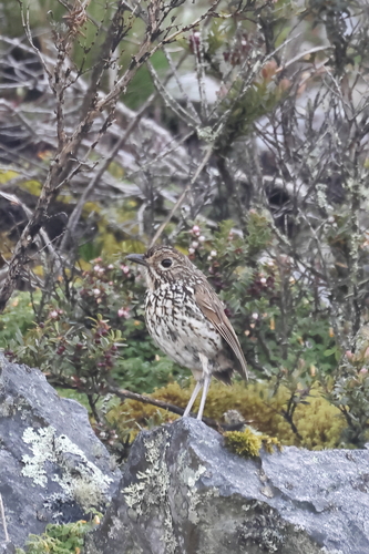 Stripe-headed Antpitta (Grallaria andicolus)