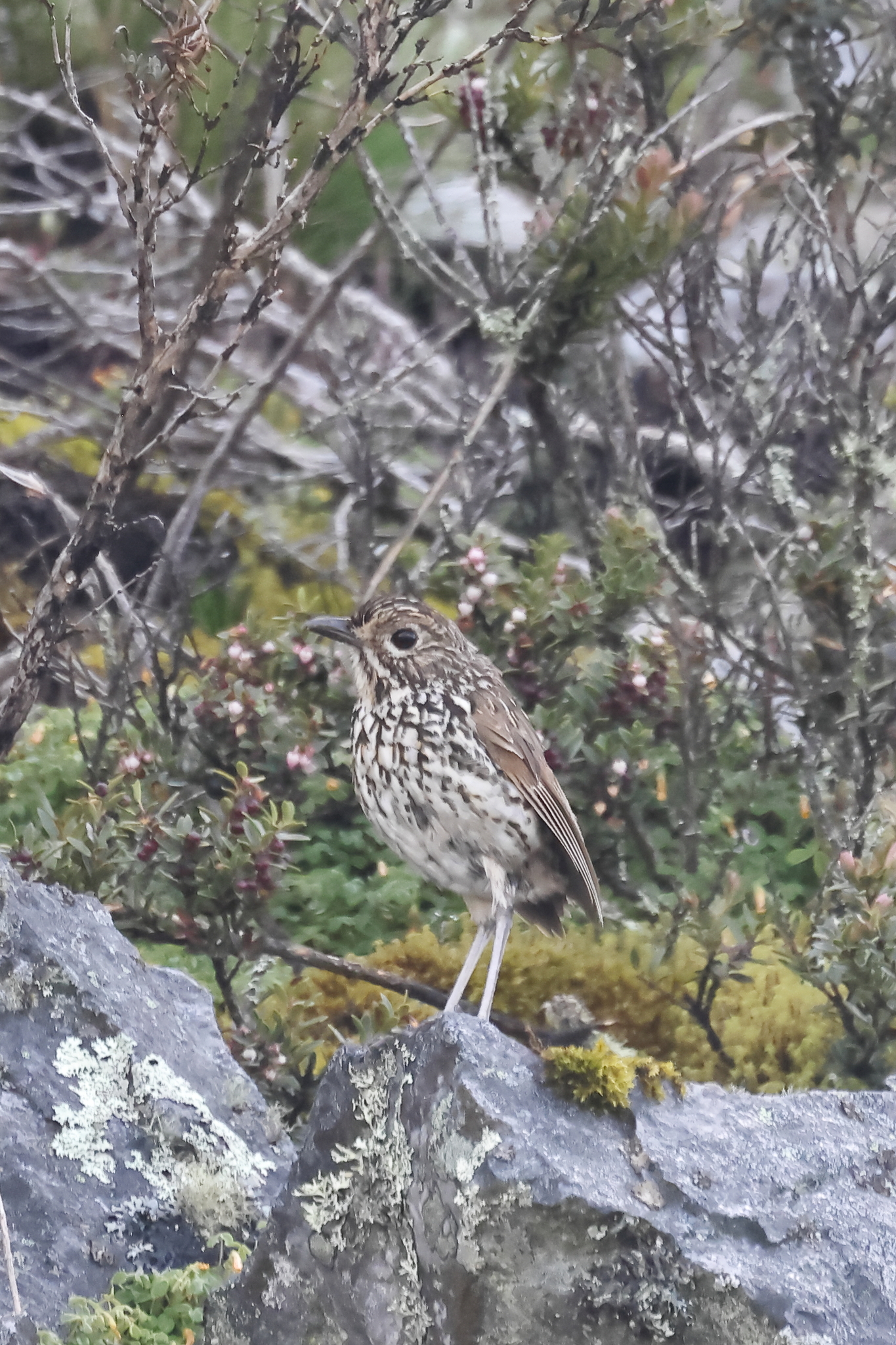 Stripe-headed Antpitta (Grallaria andicolus), photo 1
